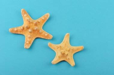 mavi bir arka plan üzerinde iki starfishes