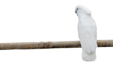 White parrots on a pole clipart