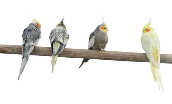 Papagali de culoare pe un pol — Fotografie, imagine de stoc