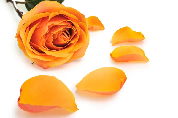 Rosa con petali — Foto Stock
