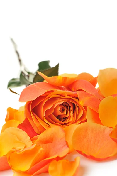 Rose med kronblad — Stockfoto
