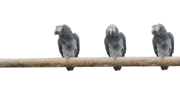Papageien auf einer Stange — Stockfoto