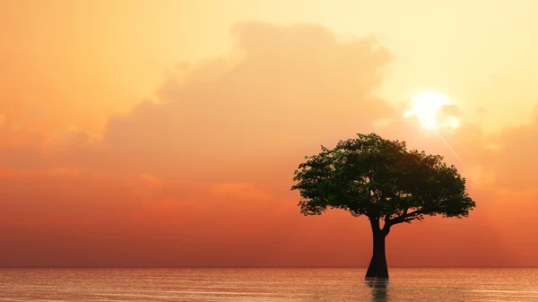 Baum wächst aus Wasser — Stockfoto