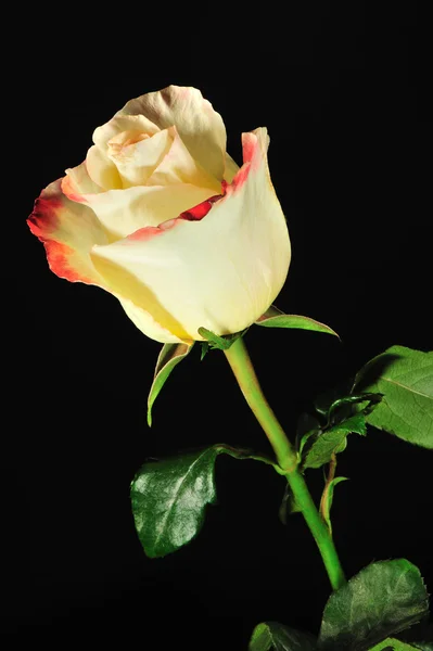 黑色背景上的玫瑰 — 图库照片