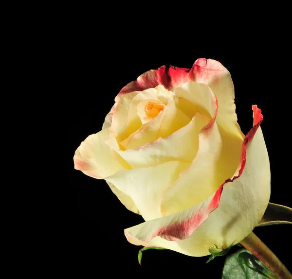 Rose on a black background — Stock Photo, Image