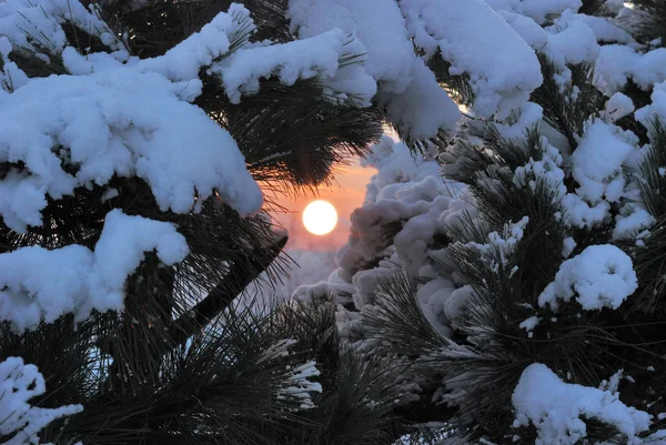 Coucher de soleil hivernal en forêt — Photo