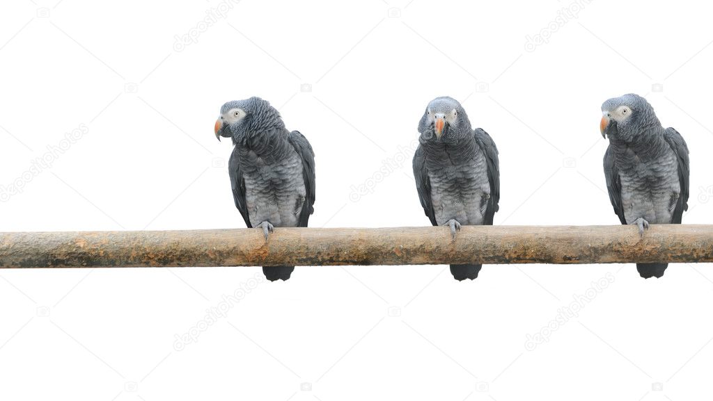 Parrots on a pole
