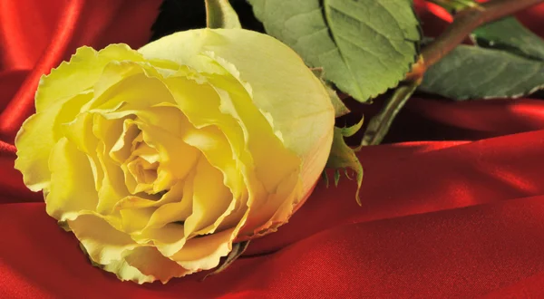 Rosa isolata su fondo bianco — Foto Stock