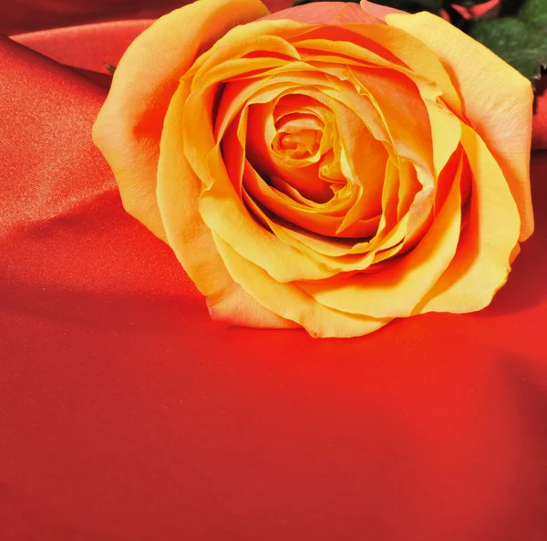 Rosa isolada sobre um fundo branco — Fotografia de Stock