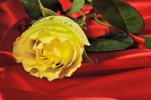 Роза ізольована на білому тлі — стокове фото