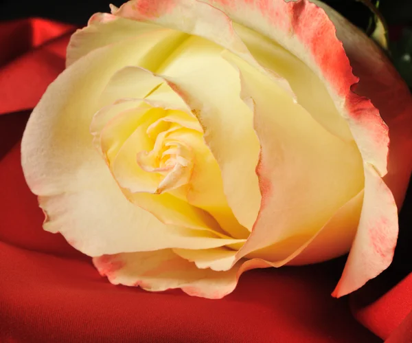 Róża na białym tle na białym tle — Zdjęcie stockowe