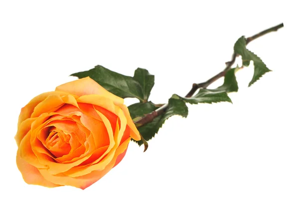 Rose isoliert auf weißem Hintergrund — Stockfoto