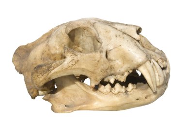 Skull leopard