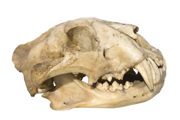 stock image Skull leopard