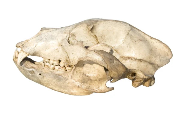 stock image Skull bear