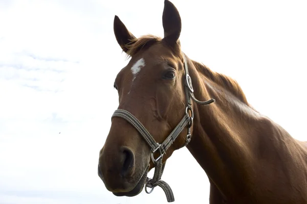 stock image Horse