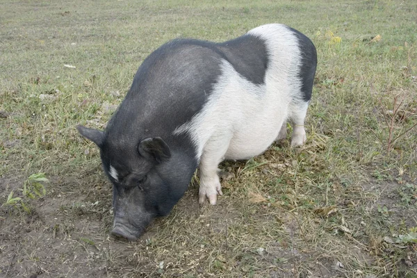 stock image Pig