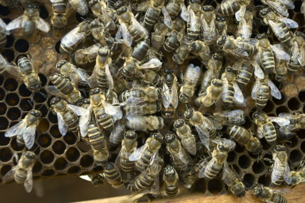 Bienenkönigin — Stockfoto