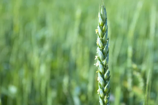 stock image Wheat