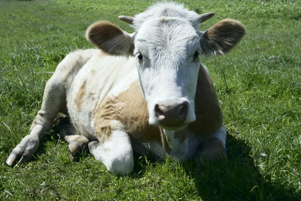 stock image Calf