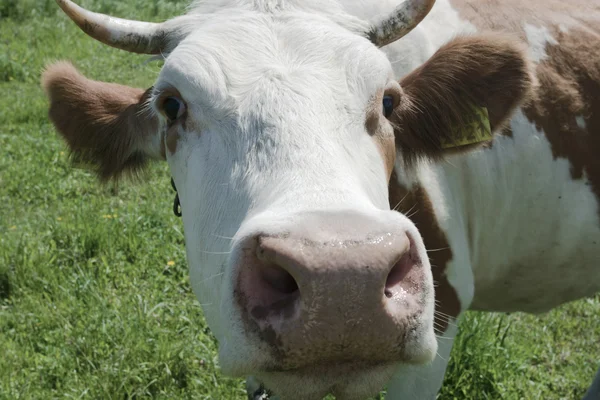 stock image Cow