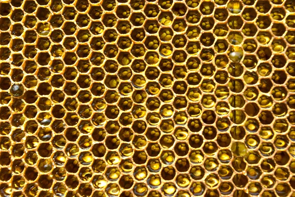 Honey in honeycomb Stock Photo