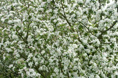 Blossom aple ağaç