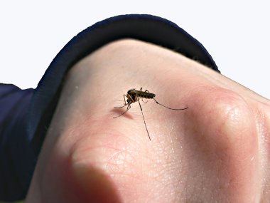 Mosquito clipart