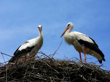 Stork clipart