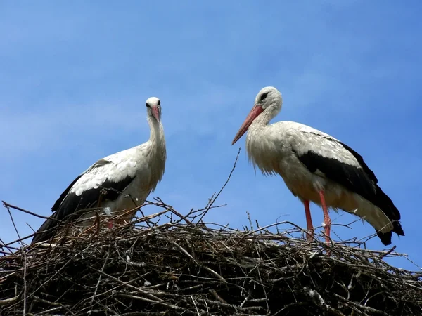 stock image Stork