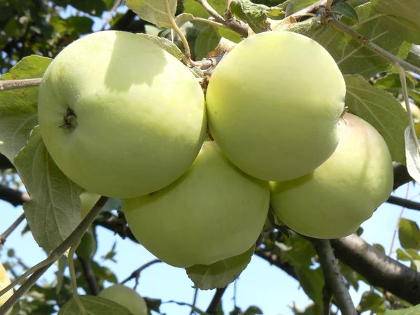 stock image Apple