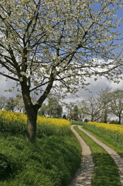Footpath with rape field and cherry tree clipart