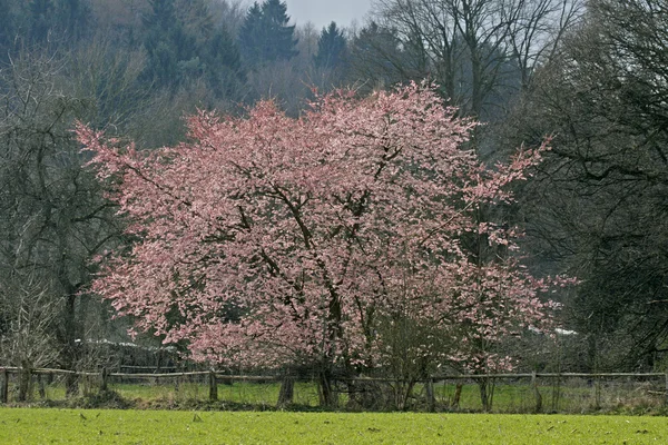 Japanse kersenboom in het voorjaar, oesede, — Stockfoto