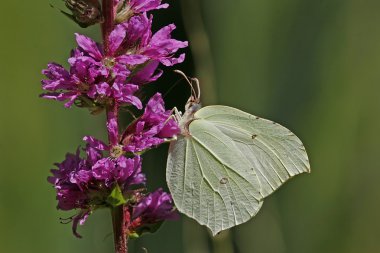 Brimstone, Gonepteryx rhamni clipart