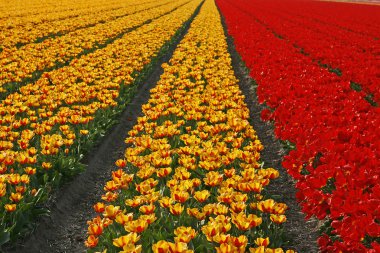 Lale alan yakın lisse, Hollanda