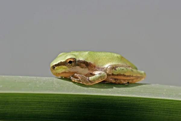 Streifenloser Laubfrosch, hyla meridionalis — Stockfoto