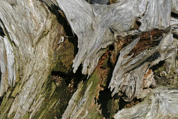 Souche d'arbre, structure en bois — Photo