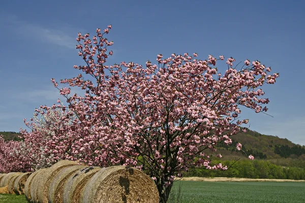 Japanse kersenboom in het voorjaar van — Stockfoto