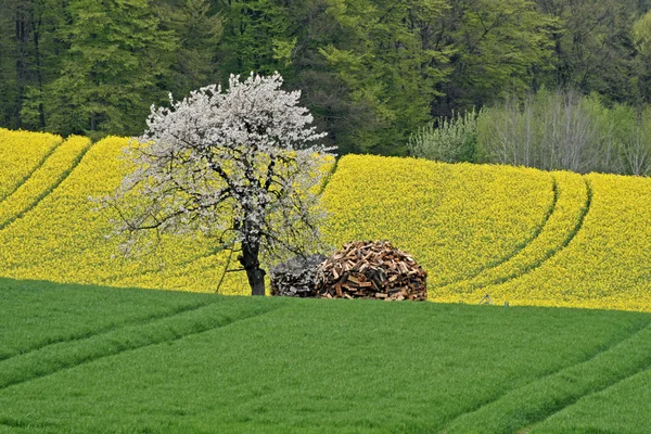 Rape field with cherry tree in Germany — Stock Photo, Image