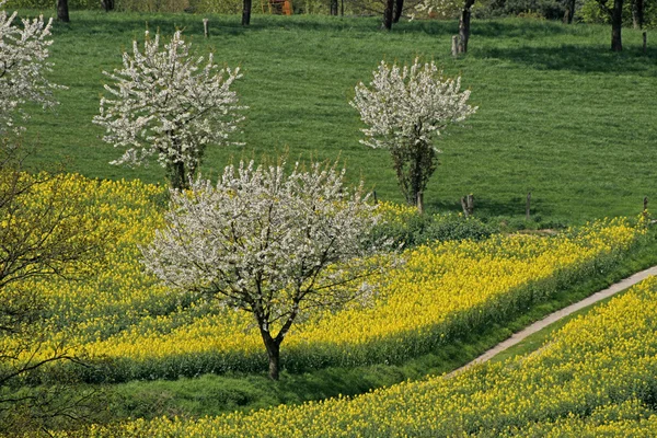 Rape field with cherry trees in Germany — Stock Photo, Image