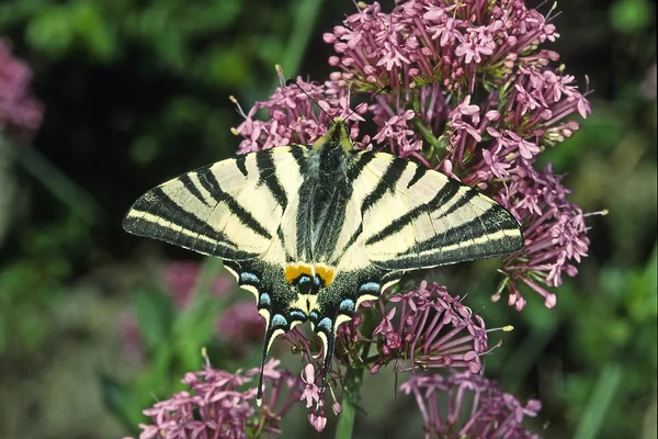 Scarce Swallowtail — Stock Photo, Image
