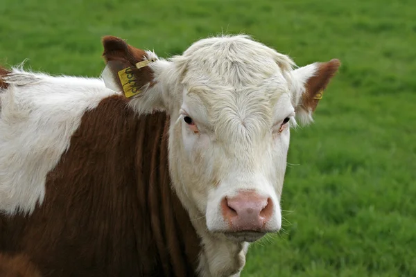 斑点のある茶色の牛 — ストック写真