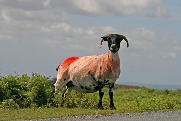 Red Sheep, Dartmoor, Devon, Cornwall, Storbritannien - Stock-foto