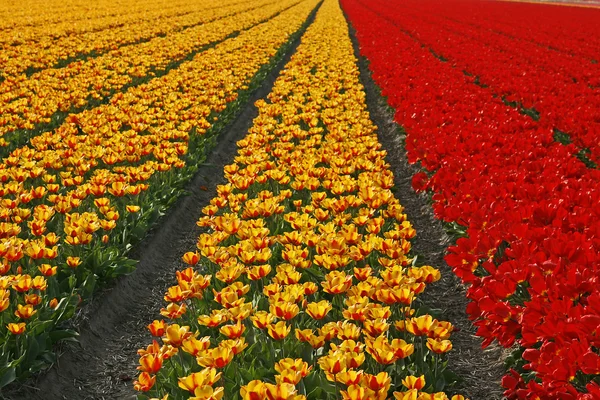 Pola tulipanów w pobliżu lisse w Holandii — Zdjęcie stockowe