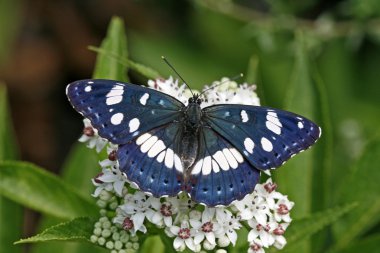 Southern White Admiral clipart