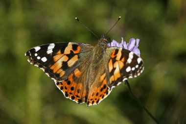 Boyalı Kadın, Vanessa Cardui