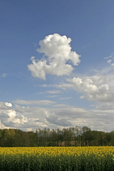 Nubes sobre campo de violación, Alemania — Foto de Stock