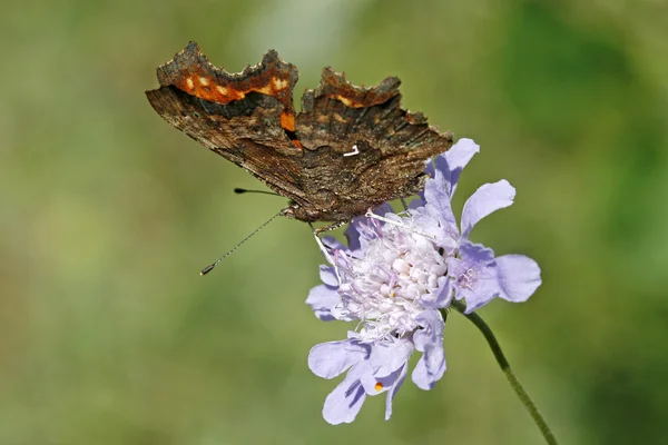 Farfalla nympcomma — Foto Stock