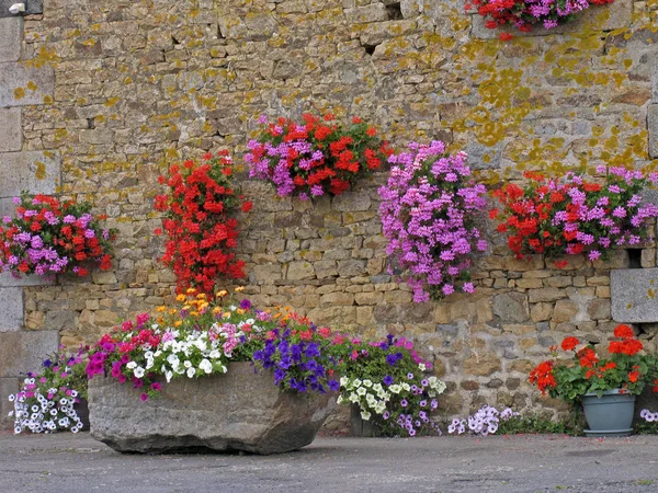 Virágok, Bretagne-ban, Európa ház — Stock Fotó