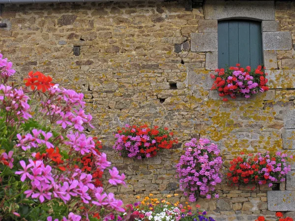 Husvägg med blommor, brittany — Stockfoto